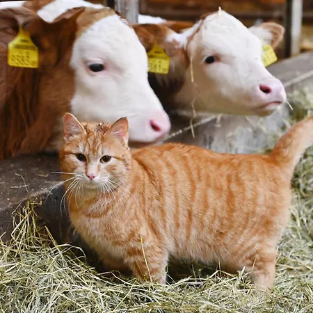 Berghof Burtscher Niklas